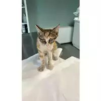 Foto dell\'animale gatto - Matr. 2023/1461 - Microchip 380260045072226