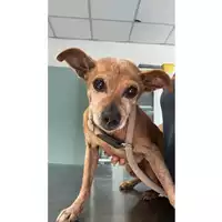 Foto dell\'animale cane - Matr. 2023/1467 - Microchip 380260000436358
