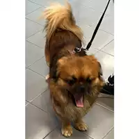 Foto dell\'animale cane - Matr. 2023/1466 - Microchip 934000011254691