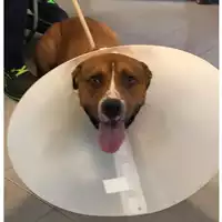 Foto dell\'animale cane - Matr. 2023/1464 - Microchip 380260140160205