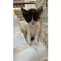 Foto dell\'animale gatto - Matr. 2023/1469 - Microchip 380260045071555