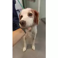 Foto dell\'animale cane - Matr. 2023/1474 - Microchip 380260044579813