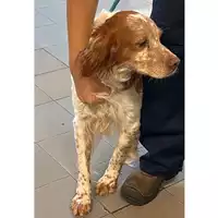 Foto dell\'animale cane - Matr. 2023/1476 - Microchip 380260045071837