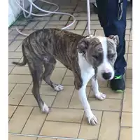 Foto dell\'animale cane - Matr. 2023/1404 - Microchip 380260045072273