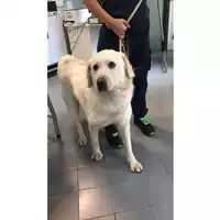 Foto dell\'animale cane - Matr. 2023/1484 - Microchip 380260045071720