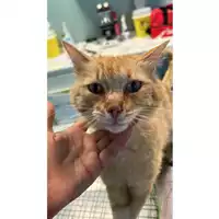 Foto dell\'animale gatto - Matr. 2023/1485 - Microchip 380260045072142