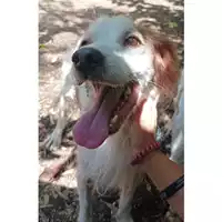 Foto dell\'animale cane - Matr. 2023/1474 - Microchip 380260044579813