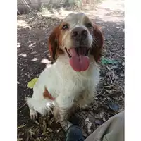 Foto dell\'animale cane - Matr. 2023/1476 - Microchip 380260045071837