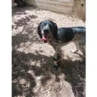 Foto dell\'animale cane - Matr. 2023/1477 - Microchip 380260044579809