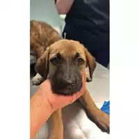 Foto dell\'animale cane - Matr. 2023/1493 - Microchip 380260045071730