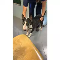 Foto dell\'animale cane - Matr. 2023/1495 - Microchip 380260100222172
