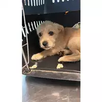 Foto dell\'animale cane - Matr. 2023/1497 - Microchip 380260045072018