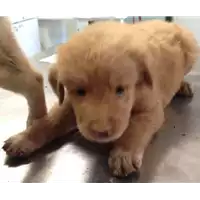 Foto dell\'animale cane - Matr. 2017/1302 - Microchip 380260043310349