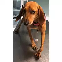 Foto dell\'animale cane - Matr. 2023/1505 - Microchip 380260045072251