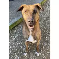 Foto dell\'animale cane - Matr. 2023/1506 - Microchip 380260045072074