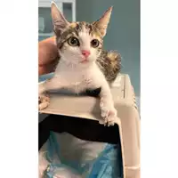 Foto dell\'animale gatto - Matr. 2023/1509 - Microchip 380260045072381