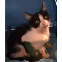 Foto dell\'animale gatto - Matr. 2023/1510 - Microchip 380260045072100