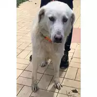 Foto dell\'animale cane - Matr. 2023/1519 - Microchip 380260004156577