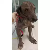 Foto dell\'animale cane - Matr. 2023/1520 - Microchip 380260004152304