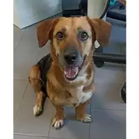 Foto dell\'animale cane - Matr. 2023/1521 - Microchip 380260045072363