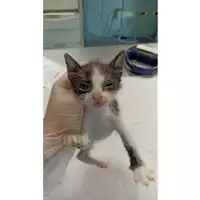 Foto dell\'animale gatto - Matr. 2023/1518 - Microchip 380260045072084