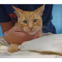 Foto dell\'animale gatto - Matr. 2023/1527 - Microchip 380260045072335