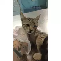 Foto dell\'animale gatto - Matr. 2023/1524 - Microchip 380260045072173