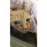 Foto dell\'animale gatto - Matr. 2023/1525 - Microchip 380260045072398