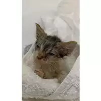 Foto dell\'animale gatto - Matr. 2023/1532 - Microchip 380260044998116