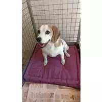 Foto dell\'animale cane - Matr. 2023/1530 - Microchip 380260101460341