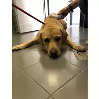 Foto dell\'animale cane - Matr. 2023/1529 - Microchip 380260043843936