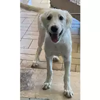 Foto dell\'animale cane - Matr. 2023/0734 - Microchip 380260044927270