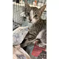 Foto dell\'animale gatto - Matr. 2023/1533 - Microchip 380260045016531