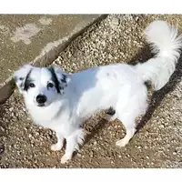 Foto dell\'animale cane - Matr. 2023/1535 - Microchip 380260102126772