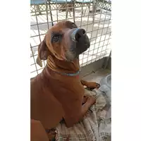 Foto dell\'animale cane - Matr. 2023/1541 - Microchip 380260160307958
