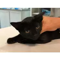 Foto dell\'animale gatto - Matr. 2023/1546 - Microchip 380260045071915