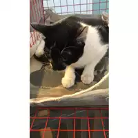 Foto dell\'animale gatto - Matr. 2023/1548 - Microchip 380260045072227