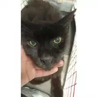 Foto dell\'animale gatto - Matr. 2023/1553 - Microchip 380260045072036