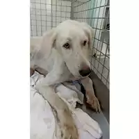 Foto dell\'animale cane - Matr. 2023/1554 - Microchip 380260045072456