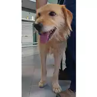 Foto dell\'animale cane - Matr. 2023/1555 - Microchip 380260045071994