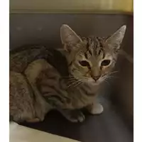Foto dell\'animale gatto - Matr. 2023/1559 - Microchip 380260045072377