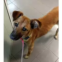Foto dell\'animale cane - Matr. 2023/1561 - Microchip 380260045071925