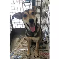 Foto dell\'animale cane - Matr. 2023/1486 - Microchip 380260045071736