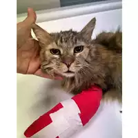 Foto dell\'animale gatto - Matr. 2023/1563 - Microchip 380260045016065