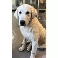 Foto dell\'animale cane - Matr. 2023/1566 - Microchip 380260045072102