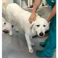 Foto dell\'animale cane - Matr. 2023/1567 - Microchip 380260045071536