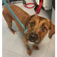 Foto dell\'animale cane - Matr. 2021/1894 - Microchip 380260044542718