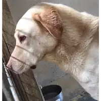 Foto dell\'animale cane - Matr. 2014/1427 - Microchip 380260002315197