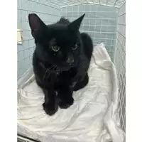 Foto dell\'animale gatto - Matr. 2023/1572 - Microchip 380260044732176