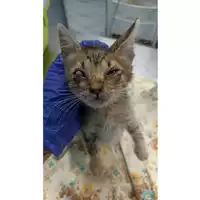 gatto - Matr. 2023/1579 - Microchip 380260045072172